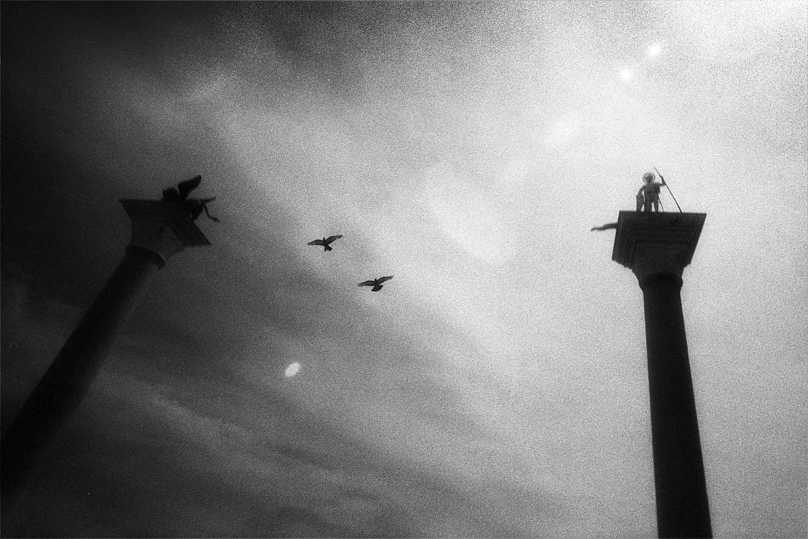 Roses in Gloaming (黄昏玫瑰), Europe, 2015, photo 2 by Felix Tian