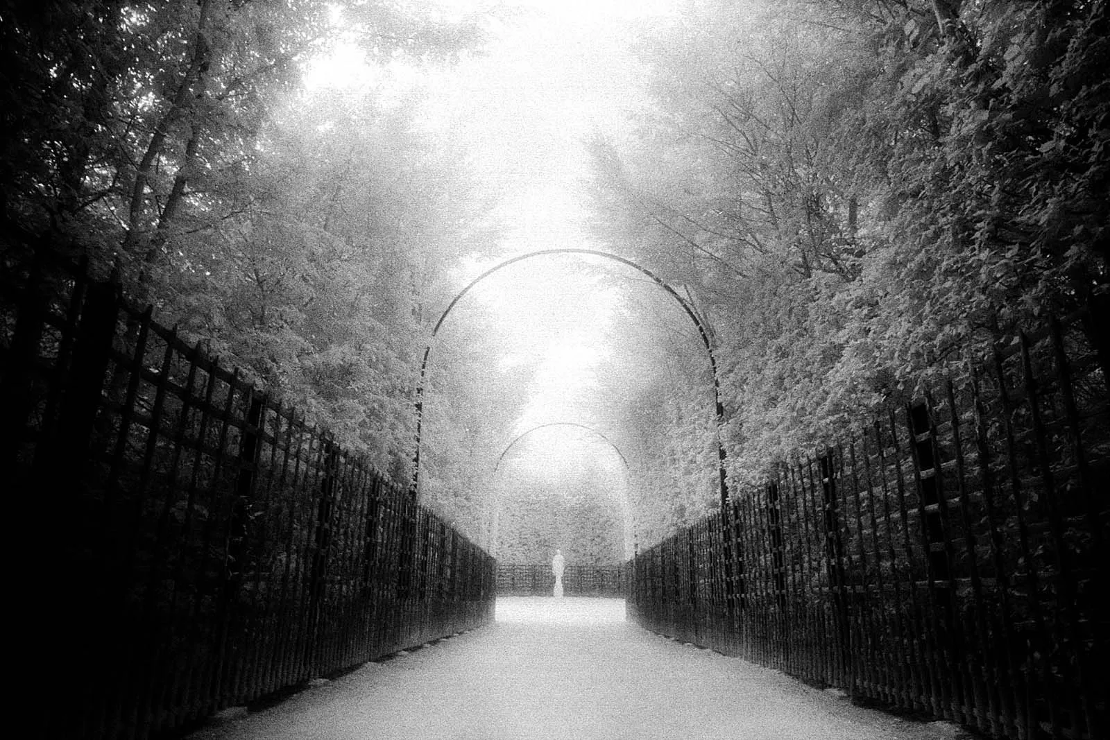 Roses in Gloaming (黄昏玫瑰), Europe, 2015, photo 3 by Felix Tian