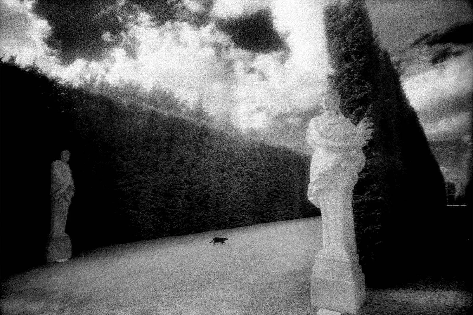 Roses in Gloaming (黄昏玫瑰), Europe, 2015, photo 9 by Felix Tian