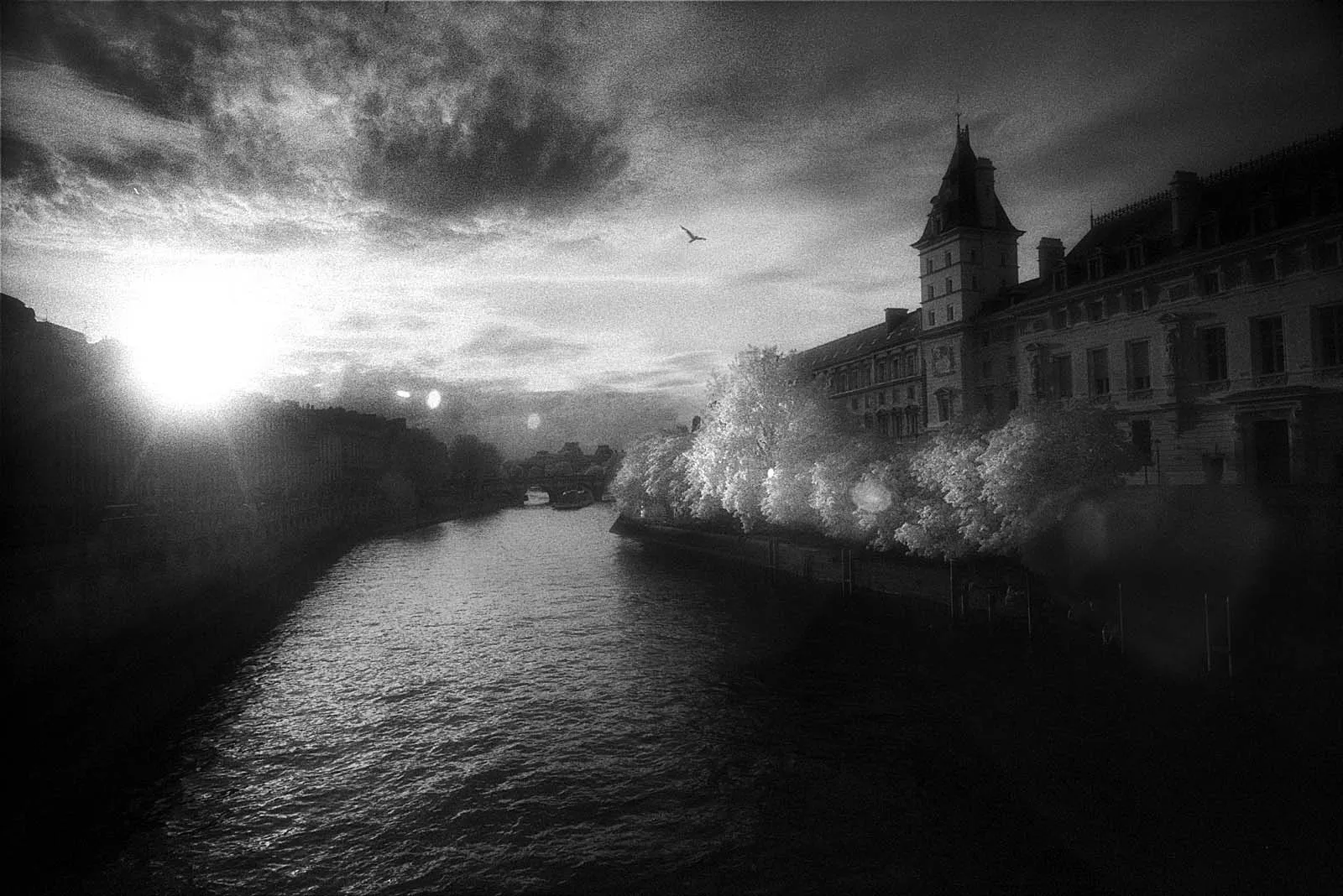Roses in Gloaming (黄昏玫瑰), Europe, 2015, photo 10 by Felix Tian